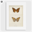1-11_Moths-and-Butterflies-of-the-United-States_picture