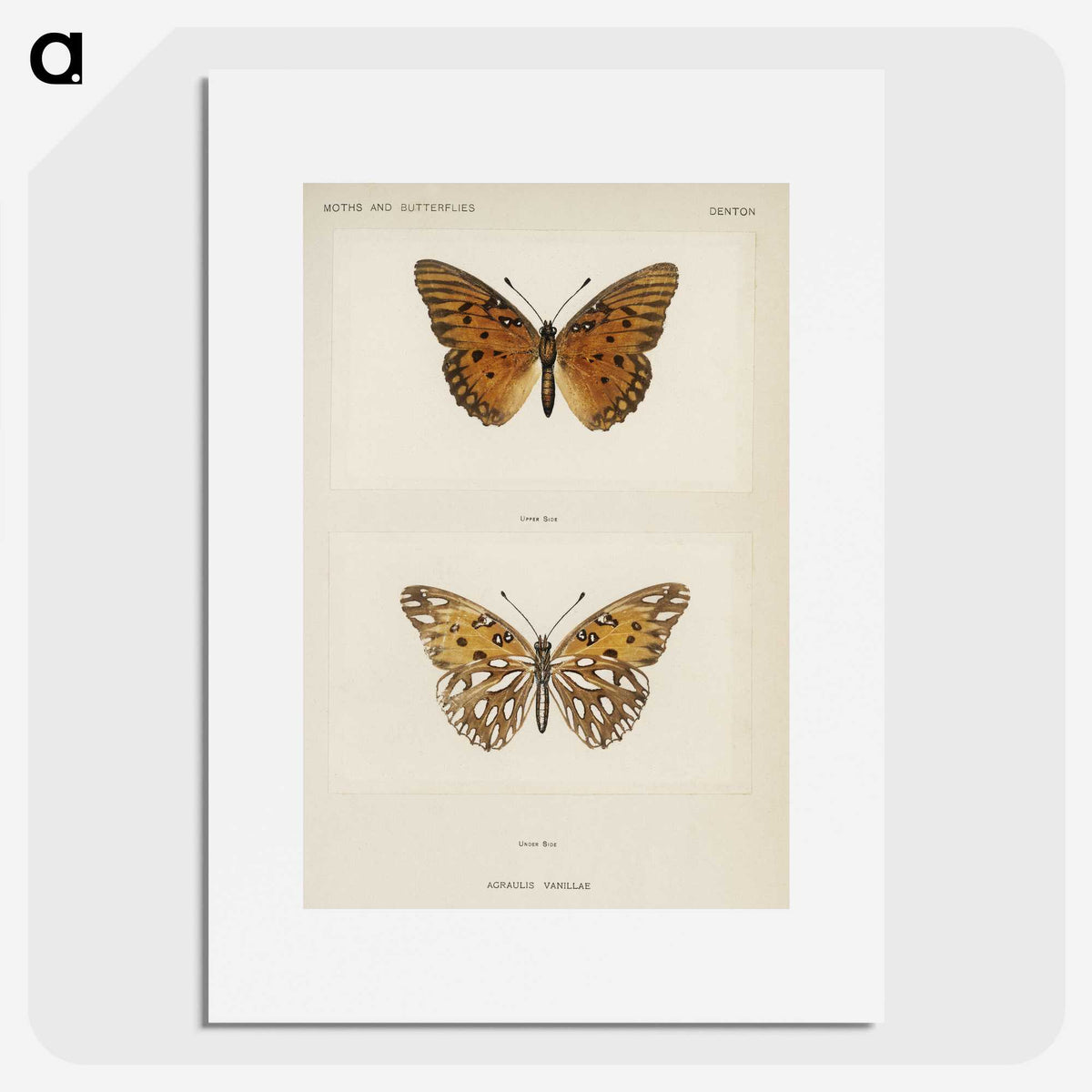 1-11_Moths-and-Butterflies-of-the-United-States_picture