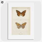 1-11_Moths-and-Butterflies-of-the-United-States_picture