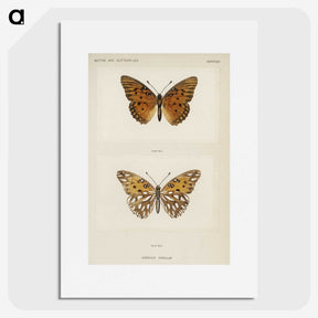 1-11_Moths-and-Butterflies-of-the-United-States_picture