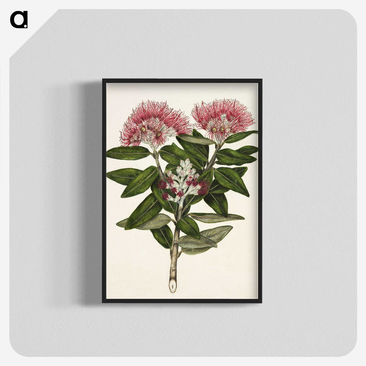 1-11_Native-Flowering-Plants-of-New-Zealand_blk-crop