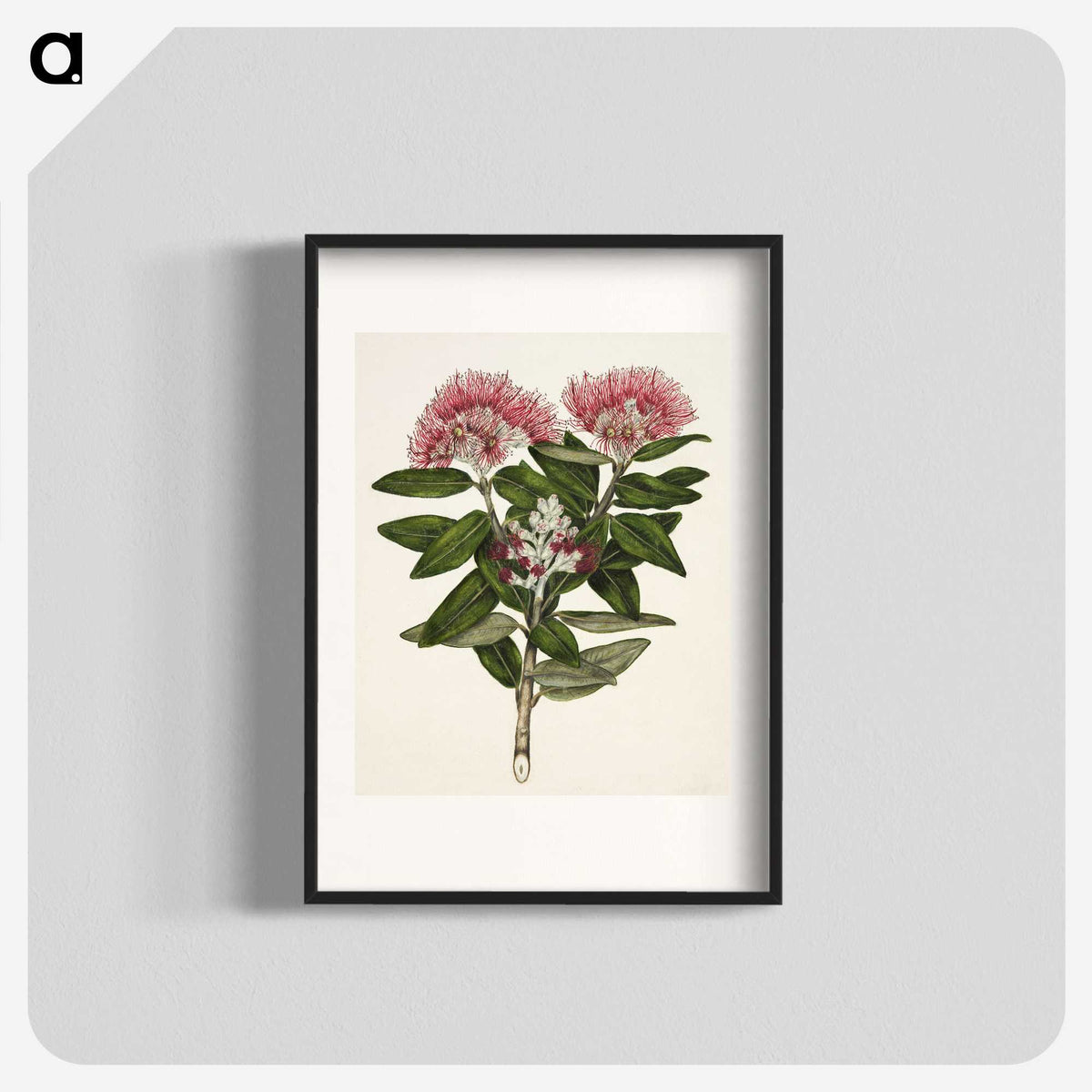 1-11_Native-Flowering-Plants-of-New-Zealand_blk