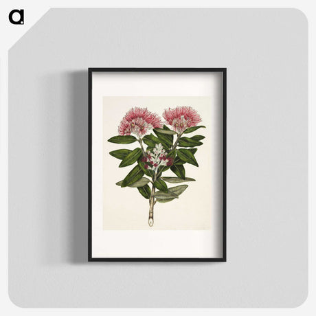 1-11_Native-Flowering-Plants-of-New-Zealand_blk