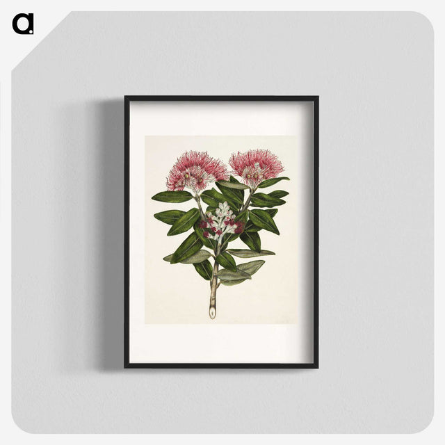 1-11_Native-Flowering-Plants-of-New-Zealand_blk