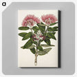1-11_Native-Flowering-Plants-of-New-Zealand_canvas