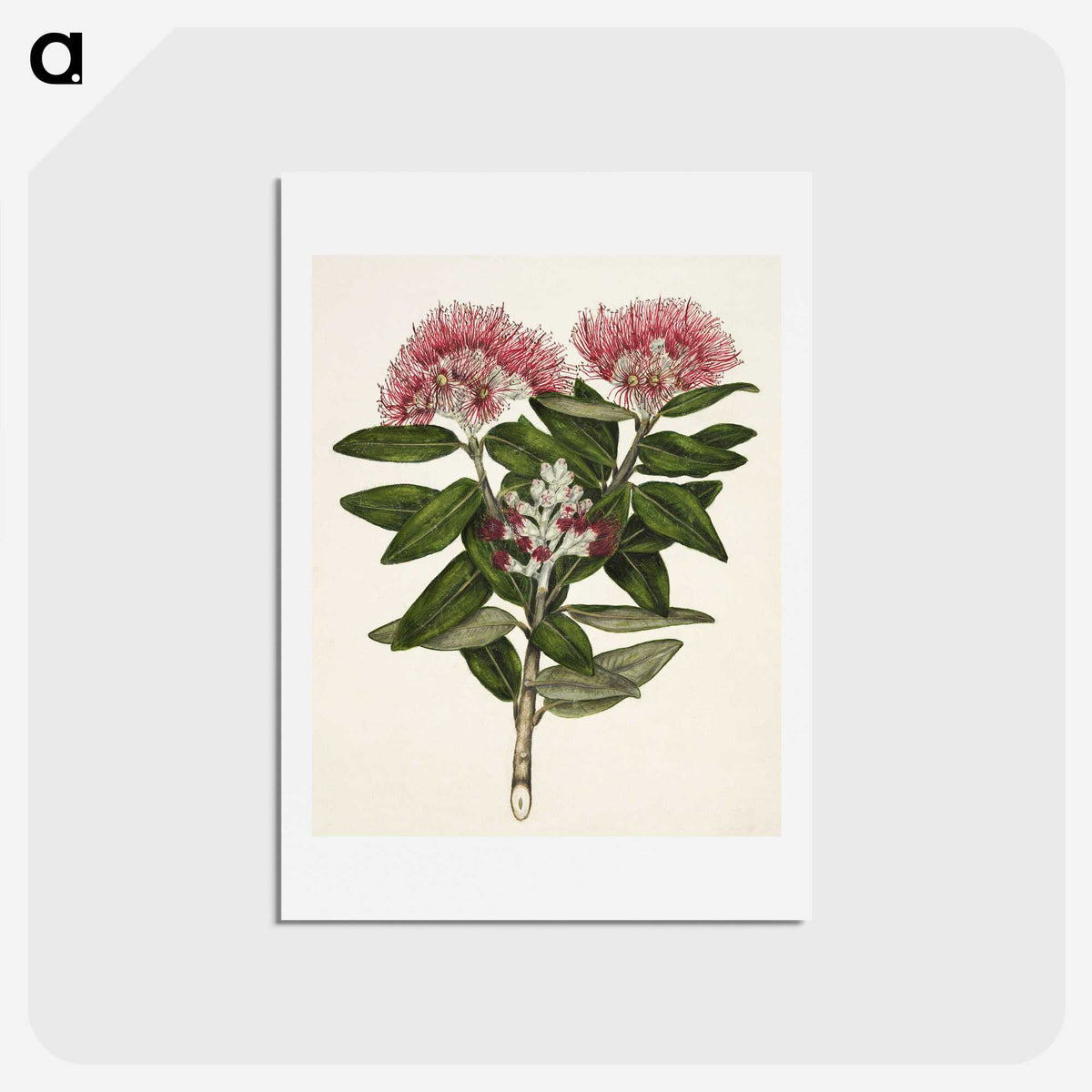 1-11_Native-Flowering-Plants-of-New-Zealand_hagaki