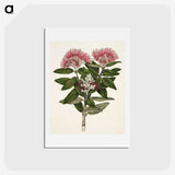 1-11_Native-Flowering-Plants-of-New-Zealand_hagaki