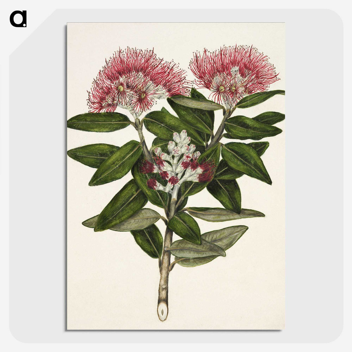 1-11_Native-Flowering-Plants-of-New-Zealand_picture-crop