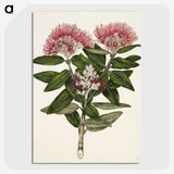 1-11_Native-Flowering-Plants-of-New-Zealand_picture-crop