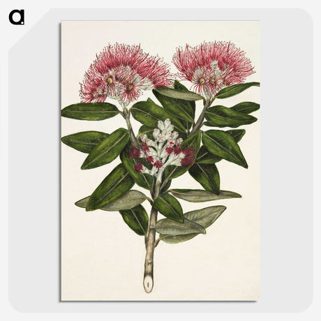 1-11_Native-Flowering-Plants-of-New-Zealand_picture-crop
