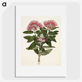 1-11_Native-Flowering-Plants-of-New-Zealand_picture