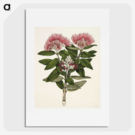 1-11_Native-Flowering-Plants-of-New-Zealand_picture
