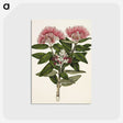 1-11_Native-Flowering-Plants-of-New-Zealand_postcard