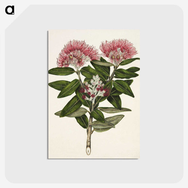 1-11_Native-Flowering-Plants-of-New-Zealand_postcard