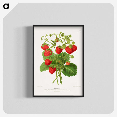 1-11_Nederlandsche-Flora-en-Pomona_blk-crop