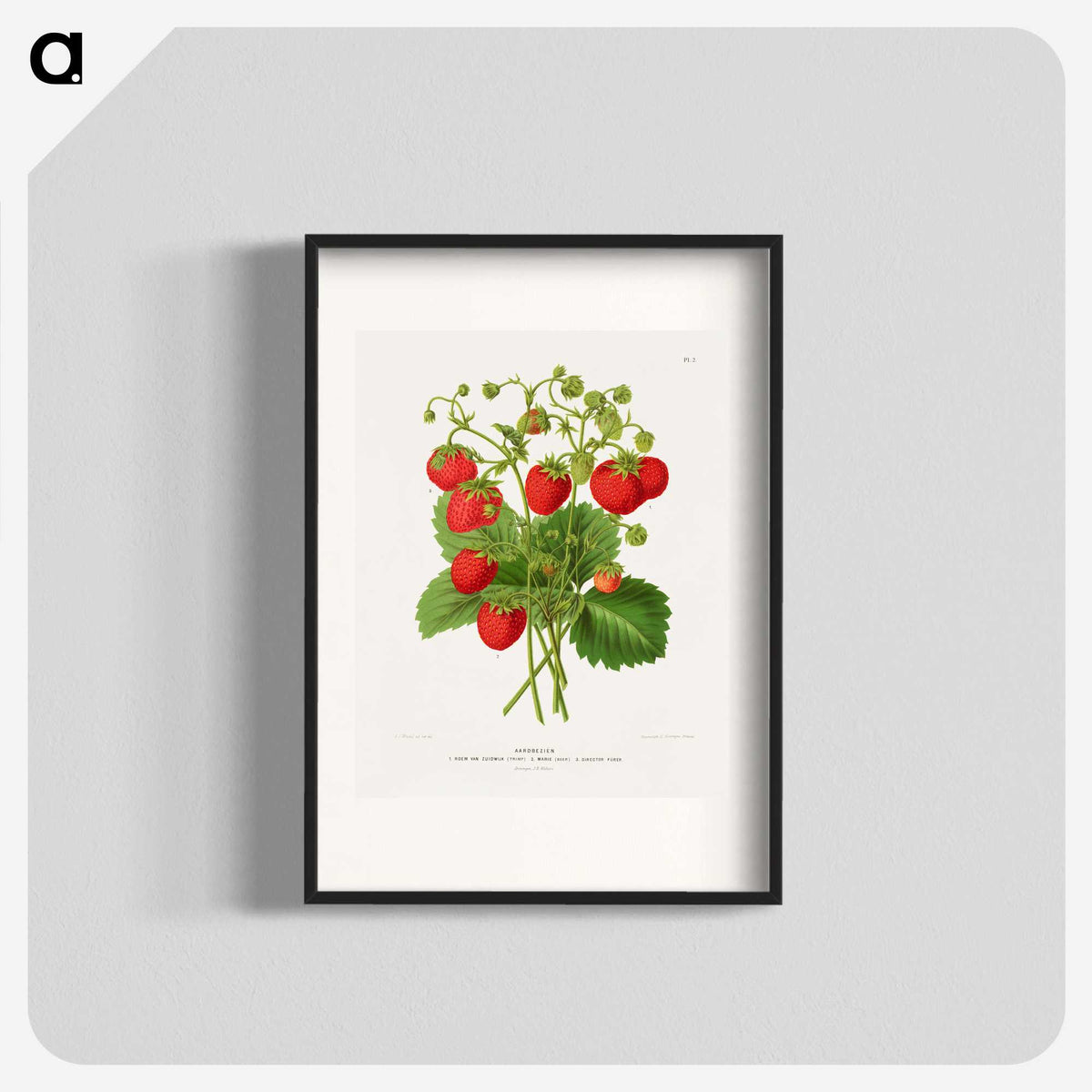 1-11_Nederlandsche-Flora-en-Pomona_blk
