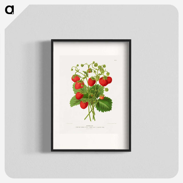 1-11_Nederlandsche-Flora-en-Pomona_blk