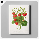 1-11_Nederlandsche-Flora-en-Pomona_canvas