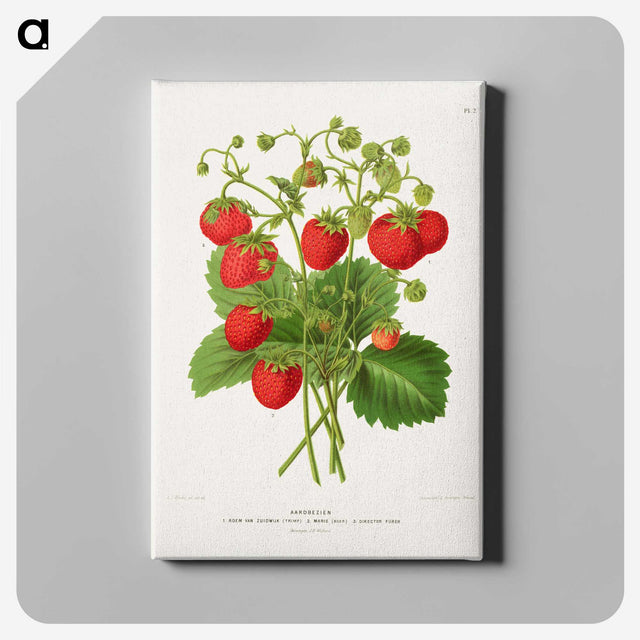 1-11_Nederlandsche-Flora-en-Pomona_canvas