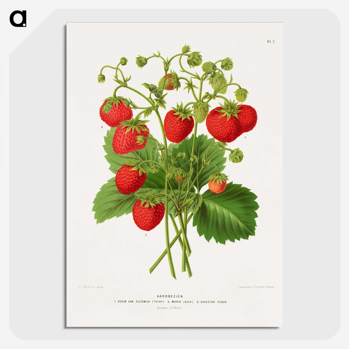 1-11_Nederlandsche-Flora-en-Pomona_picture-crop