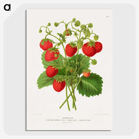 1-11_Nederlandsche-Flora-en-Pomona_picture-crop