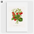 1-11_Nederlandsche-Flora-en-Pomona_picture