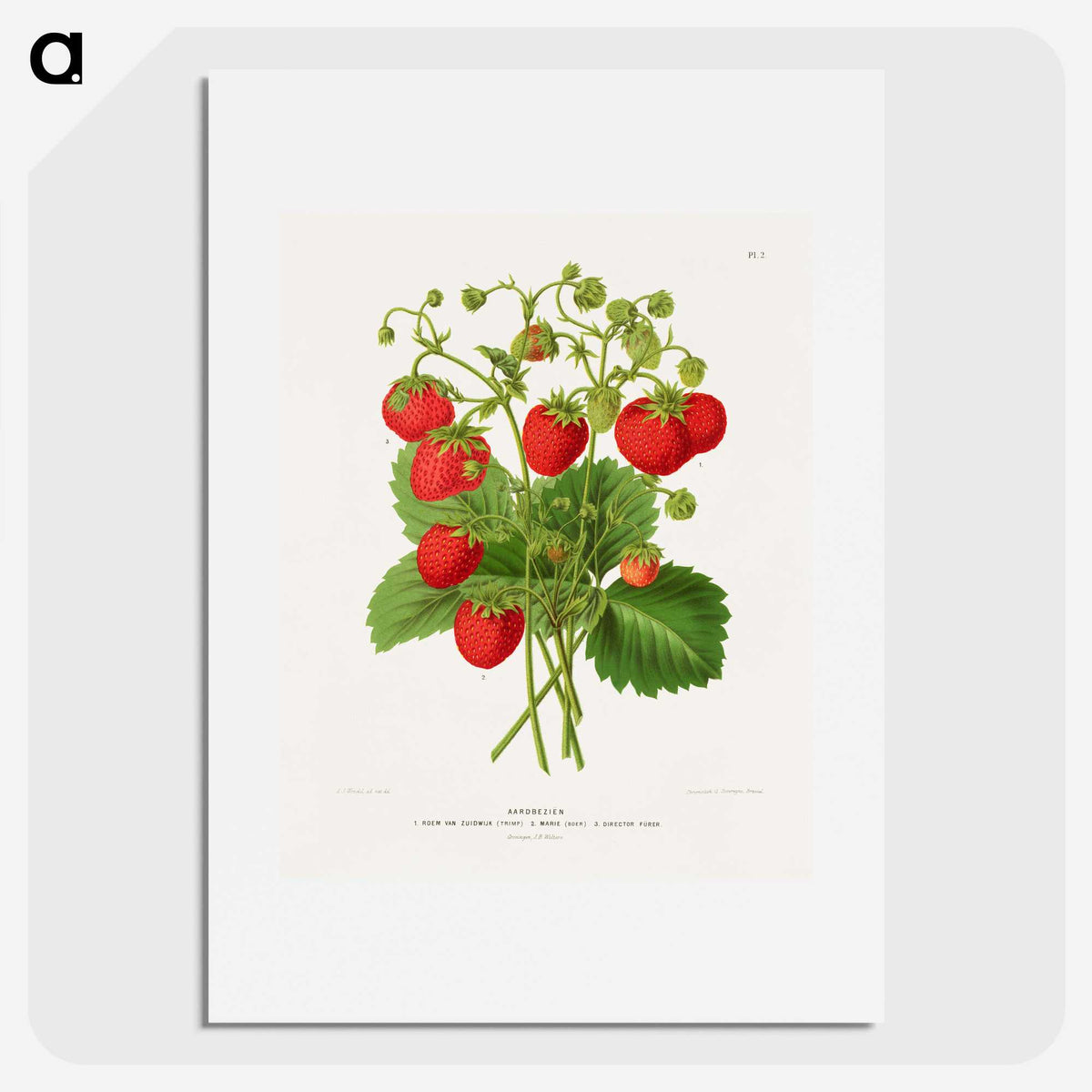 1-11_Nederlandsche-Flora-en-Pomona_picture