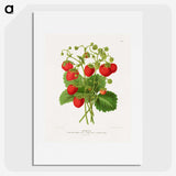 1-11_Nederlandsche-Flora-en-Pomona_picture