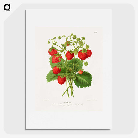 1-11_Nederlandsche-Flora-en-Pomona_picture