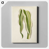 1-11_New-and-Rare-Beautiful-Leaved-Plants_canvas