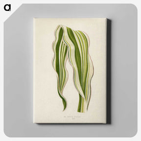 1-11_New-and-Rare-Beautiful-Leaved-Plants_canvas