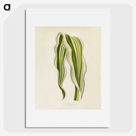 1-11_New-and-Rare-Beautiful-Leaved-Plants_picture