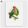 1-11_Parrots-in-Captivity_picture