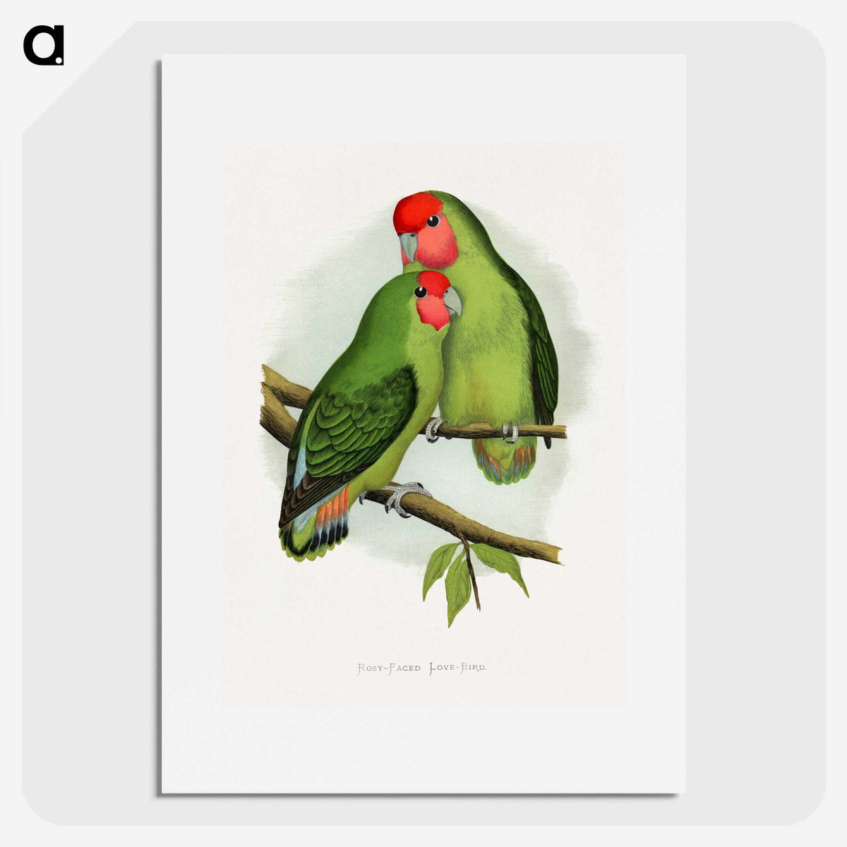 1-11_Parrots-in-Captivity_picture