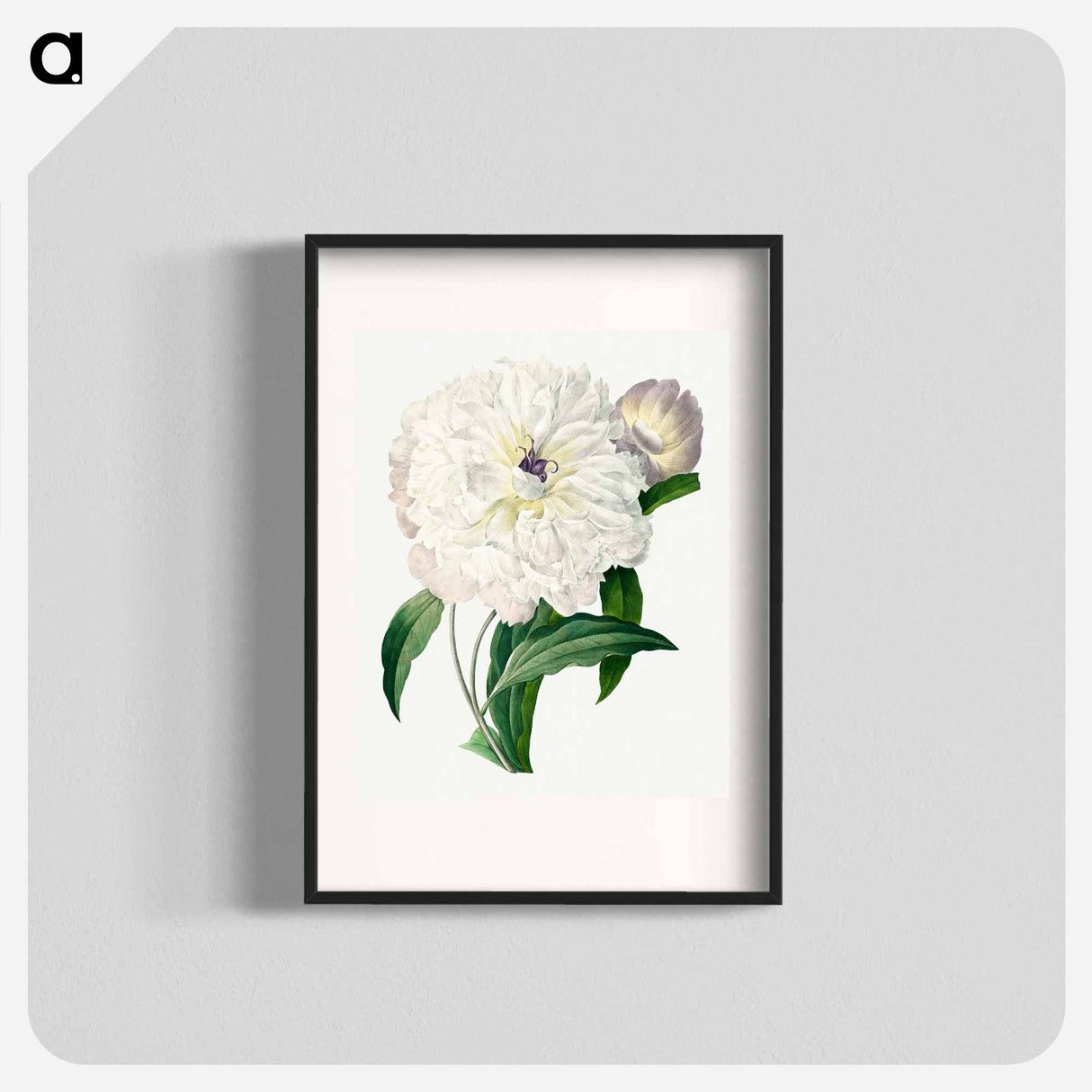 Peony - Pierre Joseph Redouté Poster.