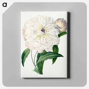 アートパネル-Peony - ピエール ジョゼフ ルドゥーテ Canvas.