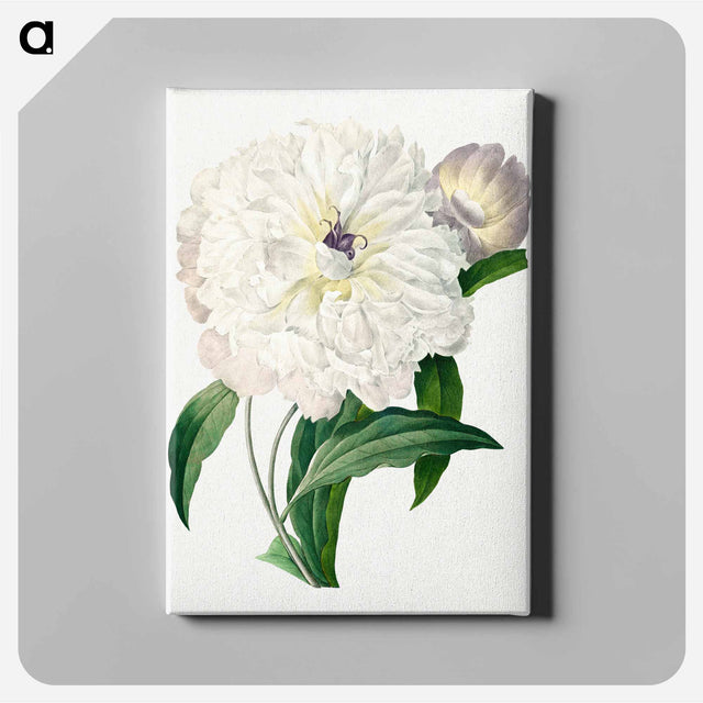 アートパネル-Peony - ピエール ジョゼフ ルドゥーテ Canvas.