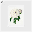 アートポストカード-Peony - ピエール ジョゼフ ルドゥーテ Postcard.