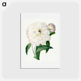 アートポストカード-Peony - ピエール ジョゼフ ルドゥーテ Postcard.