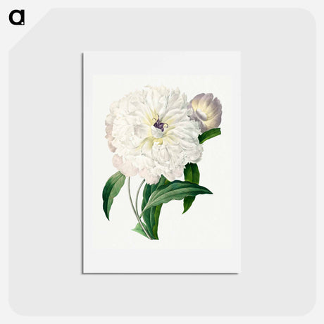 アートポストカード-Peony - ピエール ジョゼフ ルドゥーテ Postcard.