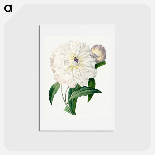 アートポストカード-Peony - ピエール ジョゼフ ルドゥーテ Postcard.