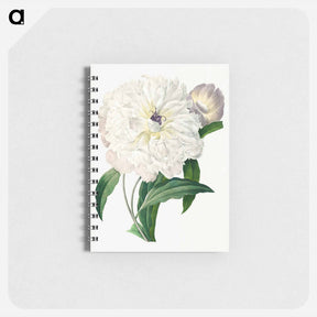 アートメモ帳-Peony - ピエール ジョゼフ ルドゥーテ Memo.