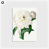 アートポストカード-Peony - ピエール ジョゼフ ルドゥーテ Postcard.