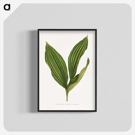 1-11_Plants-with-Colored-Foliage_blk-crop
