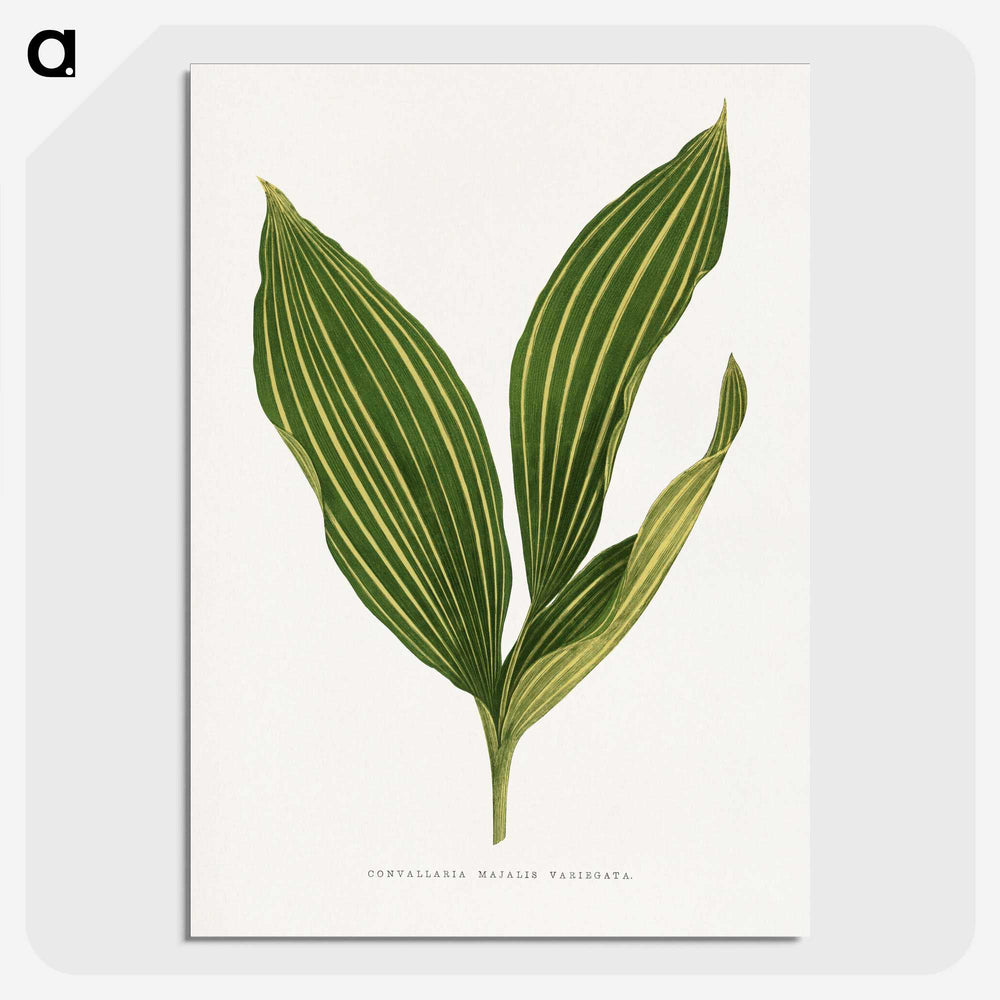1-11_Plants-with-Colored-Foliage_picture-crop