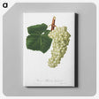 1-11_Pomona-Italiana_canvas
