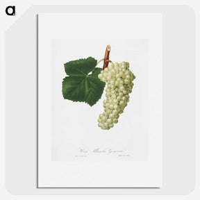1-11_Pomona-Italiana_picture