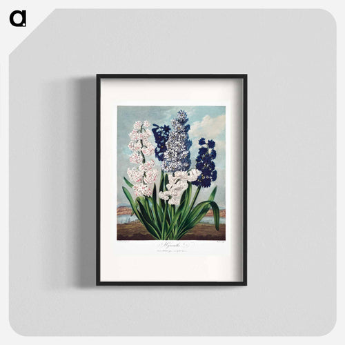 Hyacinths from The Temple of Flora
 - ロバート ジョン ソーントン Poster.