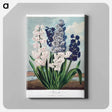 アートパネル-Hyacinths from The Temple of Flora
 - ロバート ジョン ソーントン Canvas.