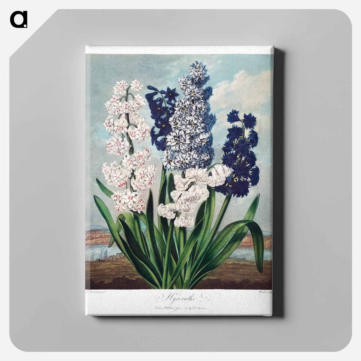 アートパネル-Hyacinths from The Temple of Flora
 - ロバート ジョン ソーントン Canvas.